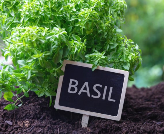 Basil