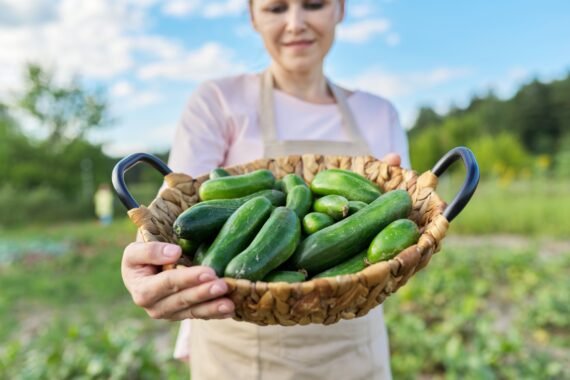 Cucumber