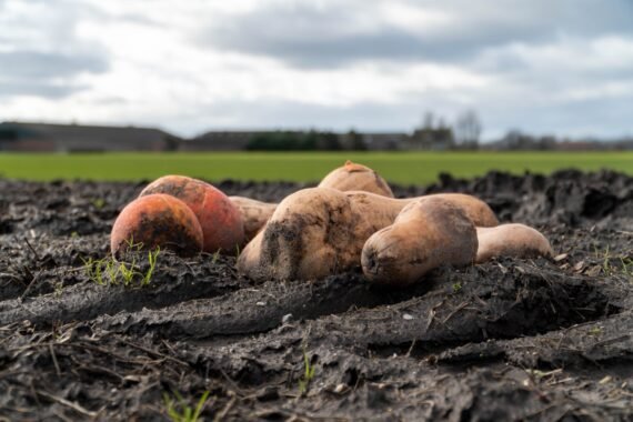 Sweet potatoes