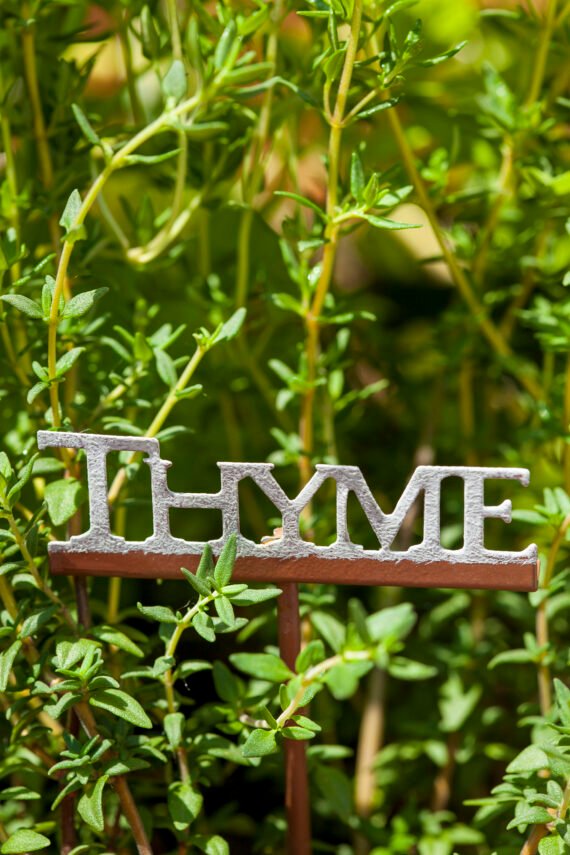 Fine thyme