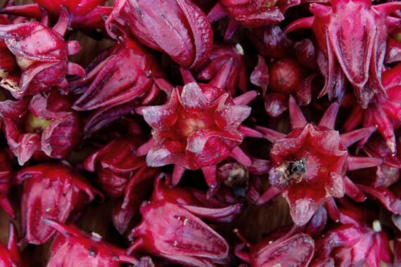Sorrel