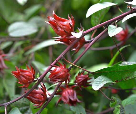 Sorrel