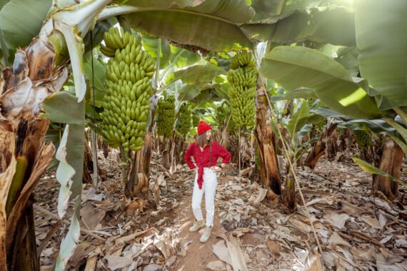 Plantain